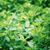 Lucerne -Kingsseeds Store L4035 1 3e097a9e a3ac 4cf5 91a1 edb58ee6843e