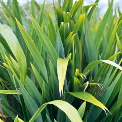 Mountain Flax (Wharariki)