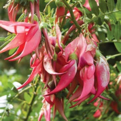 Kaka Beak (Kowhai Ngutu-kaka)