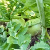Turnip Green Globe 1 Turnip Green Globe -Kingsseeds Store L4045 1