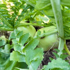 Turnip Green Globe