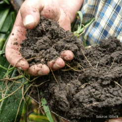 Green Manure Soil Restore Blend