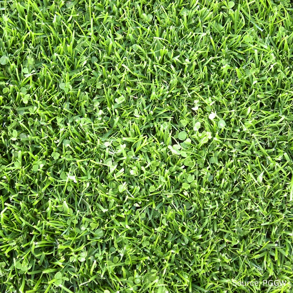 Pipolina Microclover® 3 Pipolina Microclover®