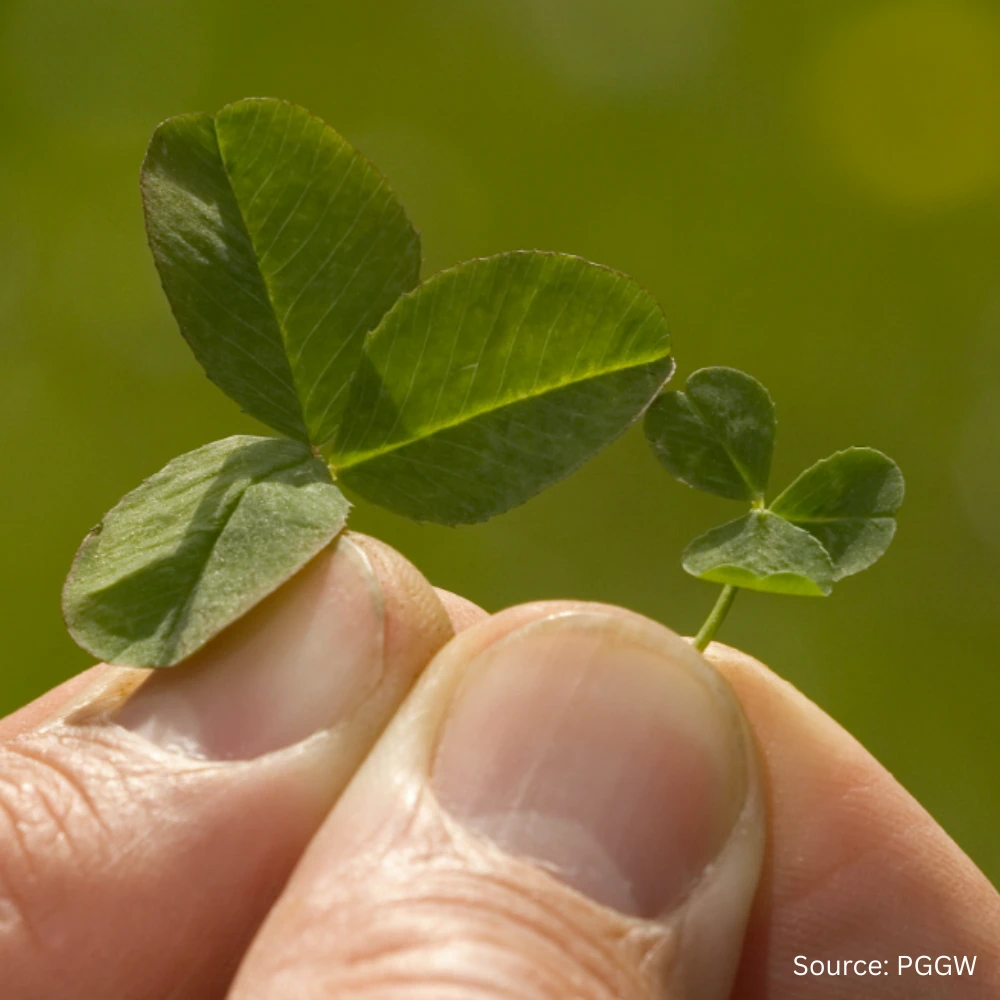 Pipolina Microclover® 4 Pipolina Microclover® - Image 2