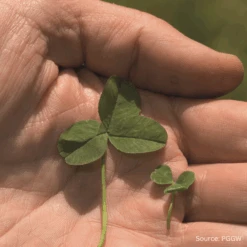 Pipolina Microclover® 7 Pipolina Microclover® -Kingsseeds Store L4049 3