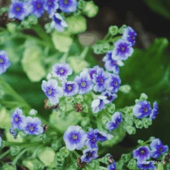 Chatham Island Forget-Me-Not (Kopakopa)