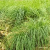 Carex Secta (Pūrei) -Kingsseeds Store L4052 1