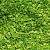 Basil Sweet Genovese -Kingsseeds Store M5001 1 d8ebc914 b49f 43f6 a09d edbfbead8202