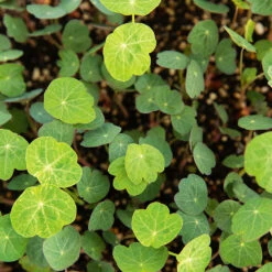 Nasturtium Blue Pepe
