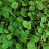 Nasturtium Verde -Kingsseeds Store M5031 1 8224d891 a17f 4e63 af77 43790d14b656