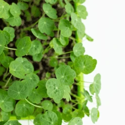 Nasturtium Verde -Kingsseeds Store M5031 2