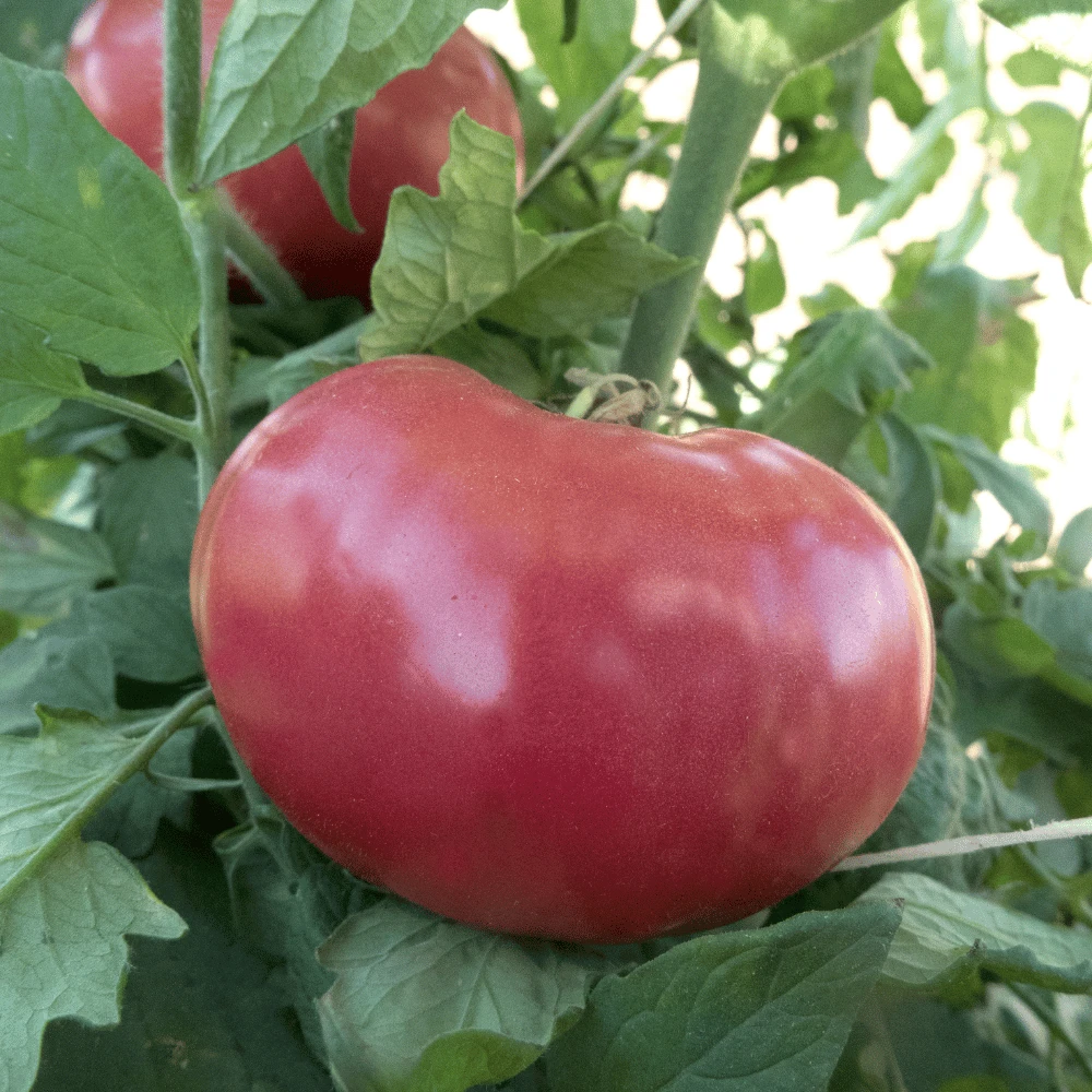 Tomato Mortgage Lifter 4 Tomato Mortgage Lifter - Image 2