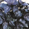 Organic Basil Red Opal -Kingsseeds Store O6000 1 9eb75a24 1441 45bc a7dd 0dac777f4383