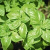 Organic Basil Sweet Genovese 1 Organic Basil Sweet Genovese -Kingsseeds Store O6001 1 4a2147e6 08eb 4f18 8125 87fd5c5f48c4