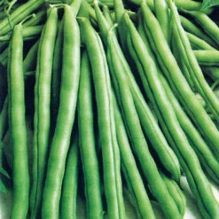 Organic Bean Runner Cobra