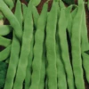 Organic Bean Runner Vitalis -Kingsseeds Store O6004 1