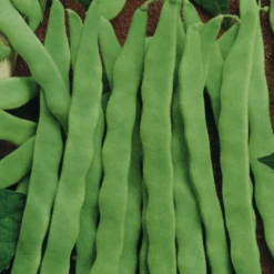 Organic Bean Runner Vitalis