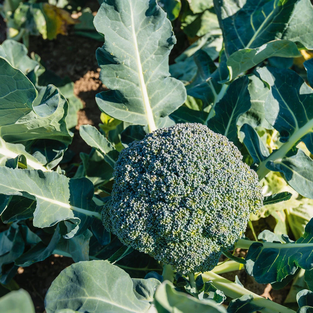 Organic Broccoli Belstar F1 3 Organic Broccoli Belstar F1