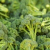 Organic Broccoli Waltham 1 Organic Broccoli Waltham -Kingsseeds Store O6007 1 b7110884 6b37 46f9 b2ab f34d62666789