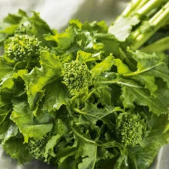 Organic Broccoli Raab Spring Rapini