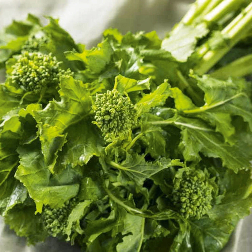 Organic Broccoli Raab Spring Rapini 3 Organic Broccoli Raab Spring Rapini