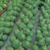 Organic Brussels Sprouts Igor F1 2 Organic Brussels Sprouts Igor F1 -Kingsseeds Store O6009 1 6001442f 530c 4f81 9212 00f35337a10b