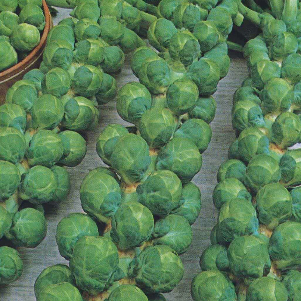 Organic Brussels Sprouts Igor F1 3 Organic Brussels Sprouts Igor F1