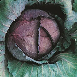 Organic Cabbage Red Express