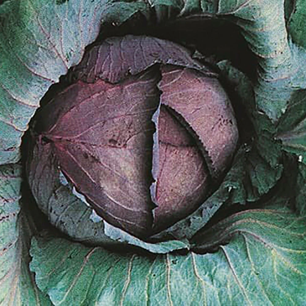 Organic Cabbage Red Express 3 Organic Cabbage Red Express
