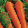 Organic Carrot Berlicum 1 Organic Carrot Berlicum -Kingsseeds Store O6014 1 1ccd06cd 6f2a 4783 898d 59f4820258b3