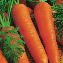 Organic Carrot Berlicum