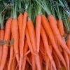 Organic Carrot Tendersweet -Kingsseeds Store O6015 1 b9d4f4e4 12b3 41b3 a84c a45e03ad7438