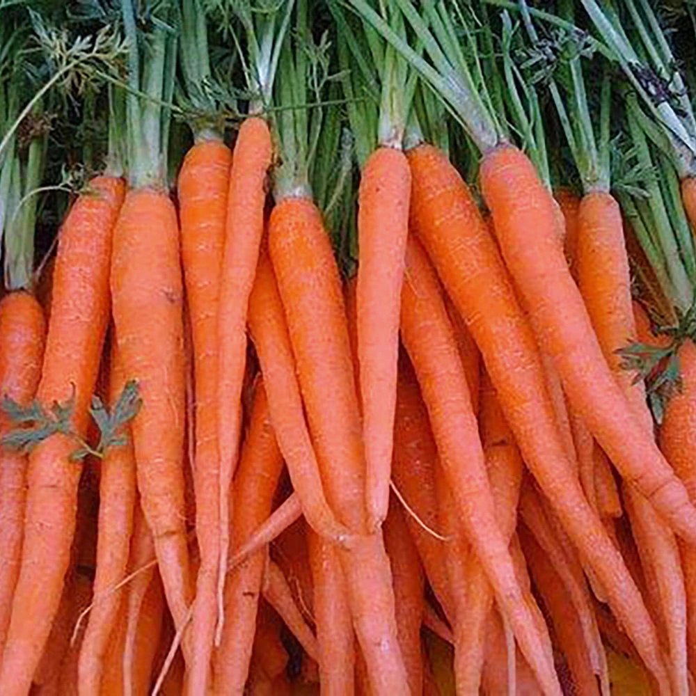 Organic Carrot Tendersweet 3 Organic Carrot Tendersweet