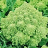 Organic Cauliflower Romanesco Early 2 Organic Cauliflower Romanesco Early -Kingsseeds Store O6016 1 0657fedb 64b5 456b 8e51 3db1f4b5bc30