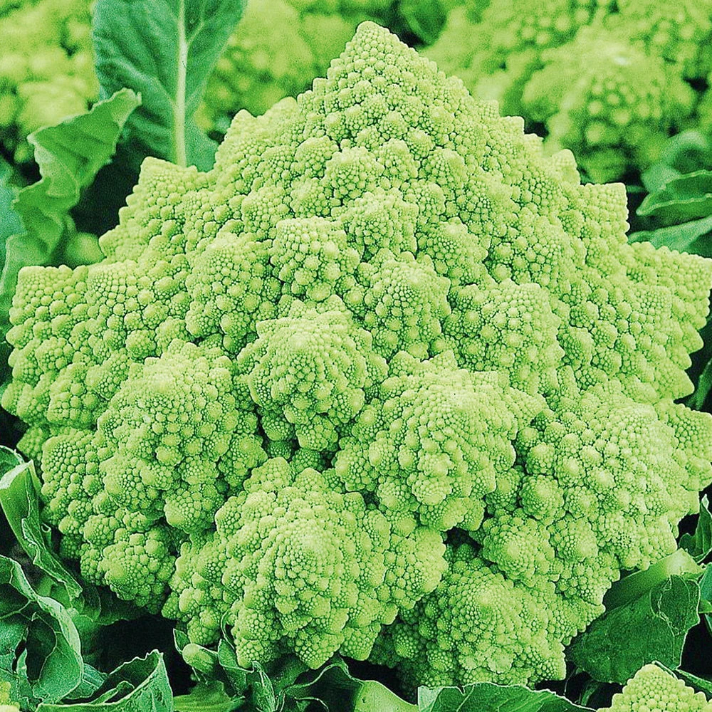 Organic Cauliflower Romanesco Early 3 Organic Cauliflower Romanesco Early
