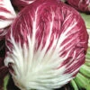 Organic Radicchio Palla Rossa Early -Kingsseeds Store O6019 1 e7fed6ac 68dc 47db ba26 4d0074b96d77