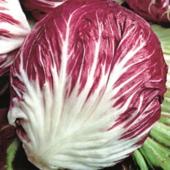 Organic Radicchio Palla Rossa Early