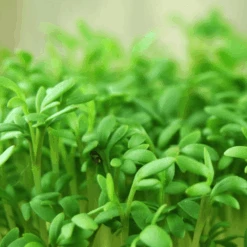 Organic Cress Moss Curled