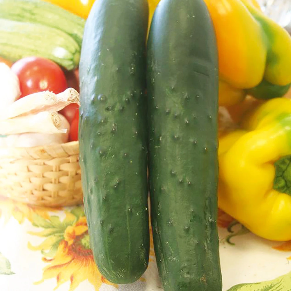Organic Cucumber Tendergreen 3 Organic Cucumber Tendergreen