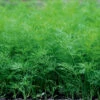 Organic Dill -Kingsseeds Store O6026 1 da198250 f3c4 41e9 a6db daecc0338304