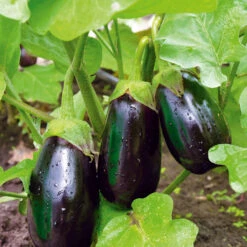 Organic Eggplant Black Beauty