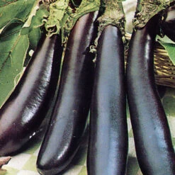 Organic Eggplant Long Purple