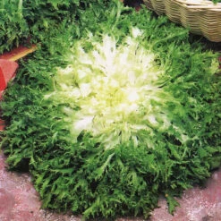 Organic Endive Pancalieri Fine Cut