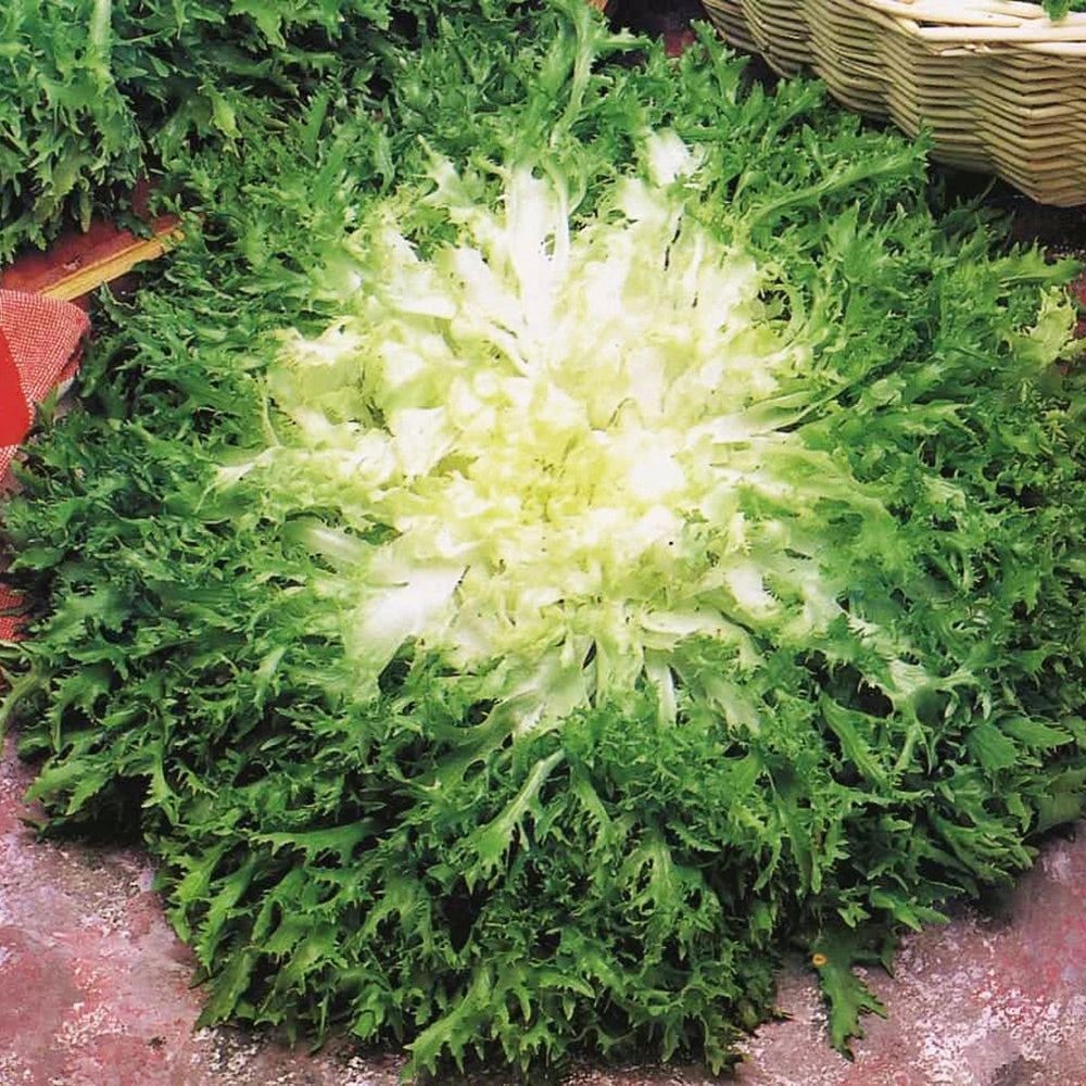 Organic Endive Pancalieri Fine Cut 3 Organic Endive Pancalieri Fine Cut