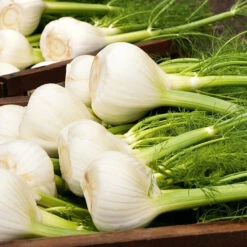Organic Fennel Romanesco