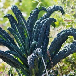Organic Kale Tuscan Black