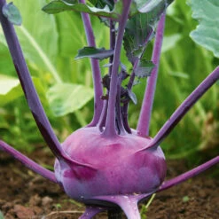 Organic Kohlrabi Azur Star