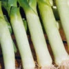 Organic Leek Carentan Giant -Kingsseeds Store O6036 1 bbc8546d 254a 41cb 923a 1248b07324f3