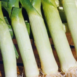 Organic Leek Carentan Giant