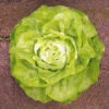 Organic Lettuce Attrazione